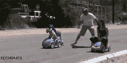 Dog race 