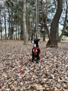 Dog sitting in leaves at medium distance