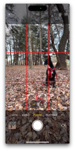 Dog sitting in leaves with photo grid overlayed on top