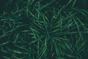 Grass